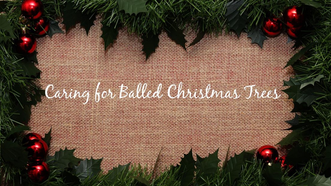 Caring for Balled Christmas Trees Ohio Farm Bureau