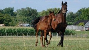 A mare and colt at pasture at Midland Acres.