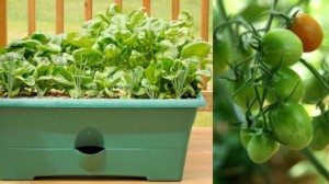 Lettuce and Cherry-like tomatoes can be grown in containers.