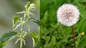 Stinging Nettle (l), a perennial weed and a dandelion flower which has gone to seed (r)