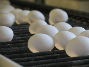 Ohio is the nation's second largest egg producer