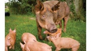 Heritage breed hogs, like the Tamworth, are purebred animals that have historically been raised by farmers. However, their numbers fell as contemporary hog farmers relied more on mixed breeds to get combinations of desirable traits.