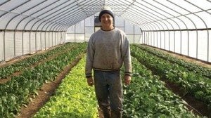 Kip Rondy basks in the winter bounty of fresh greenhouse grown greens at Green Edge Gardens.