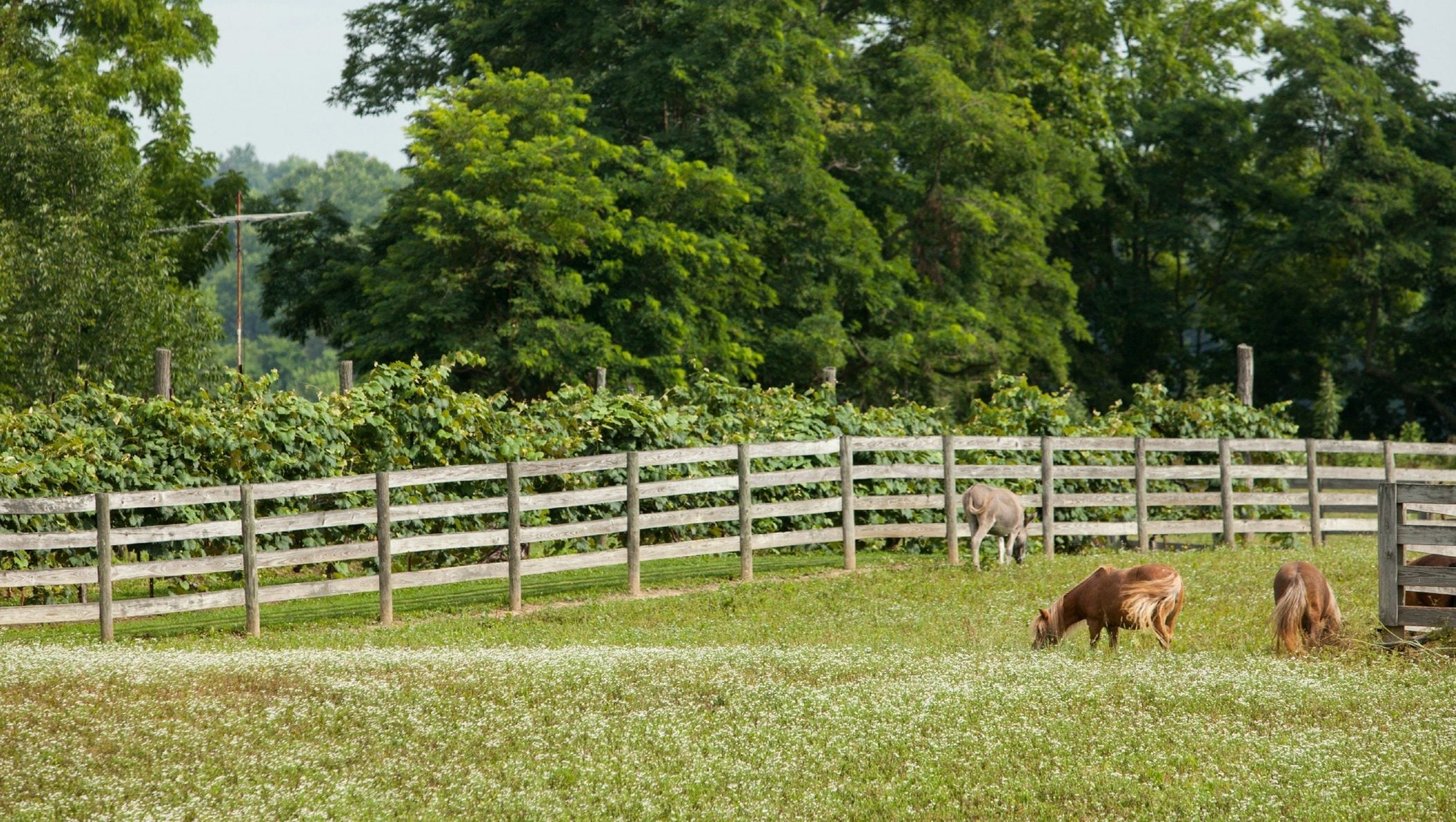 Five reminders about Line Fence Law Ohio Farm Bureau