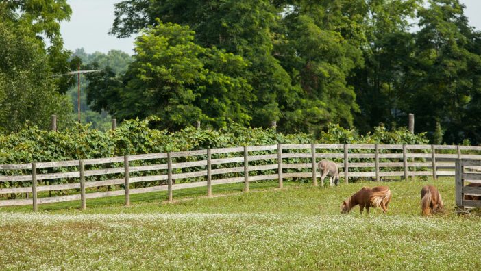 Line fence law in Ohio