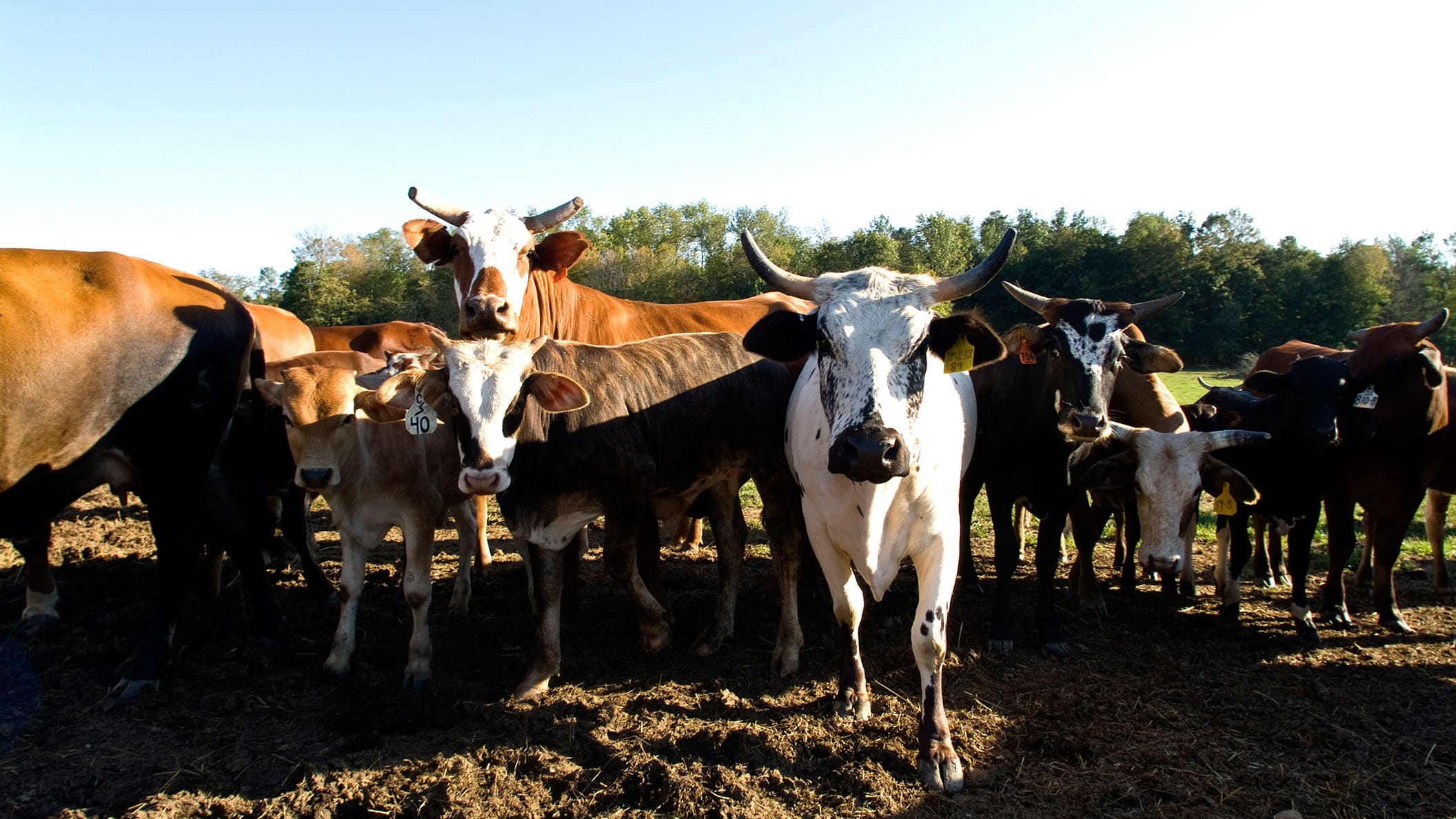 Perry County Ohio Farm Bureau