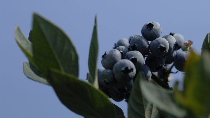 Ohio blueberries