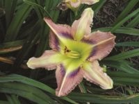 butterfiles-are-free-daylily