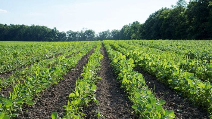 Ohio soybeans