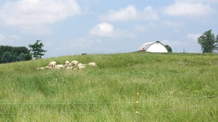 Sheep in field