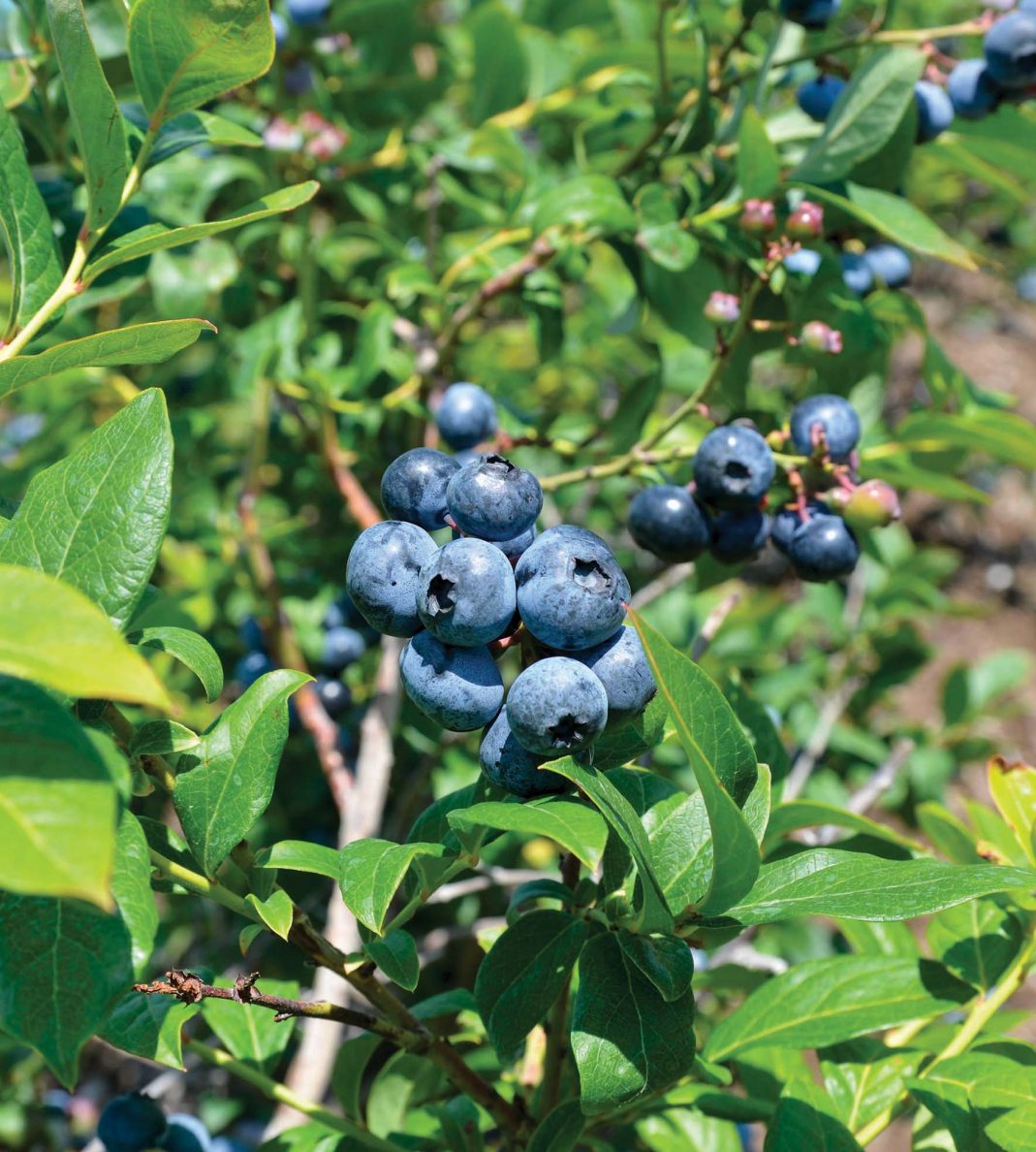 Southern Ohio farm grows bright blueberries next to green turf Ohio