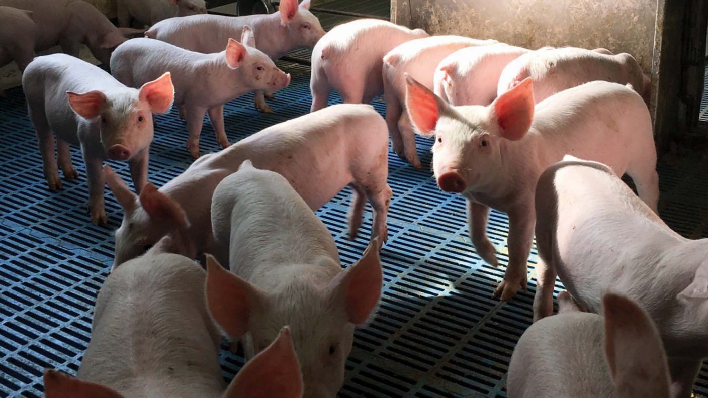 New processing plant helps Ohio hog producers meet demand Ohio Farm