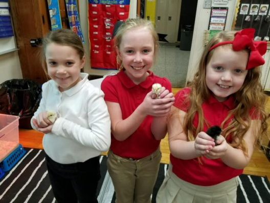 Our 'Chicken Whisperers' at Wells Academy who were a huge help to the teachers (left to right)- Alivia Casinelli, Lucy Jo Saccoccia, Kylie David