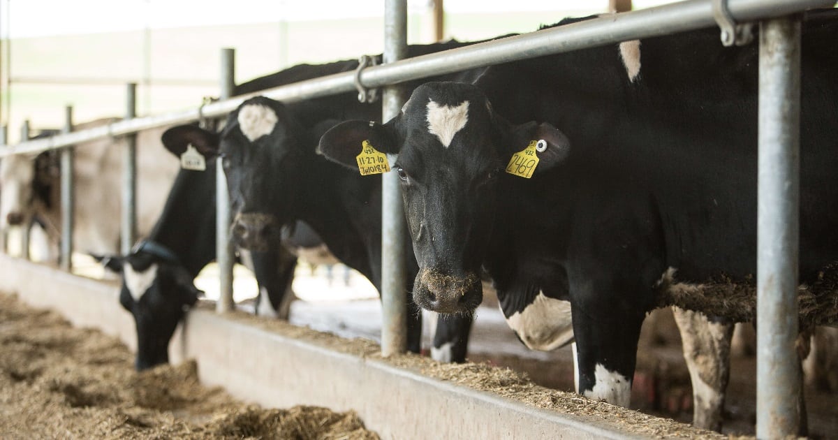 Recalling glory days of dairy farming Ohio Farm Bureau