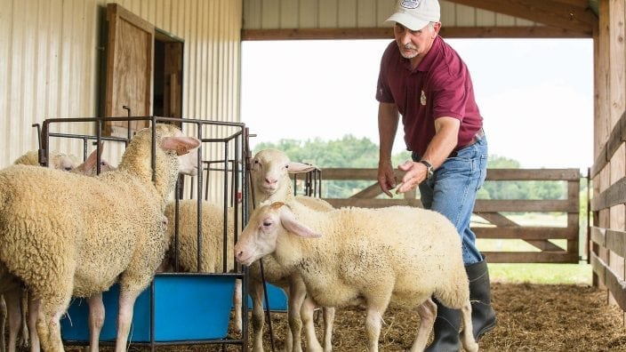 John Albert encourages his sheep to head into the barn.