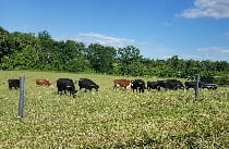 Hamilton Cattle, Highland County