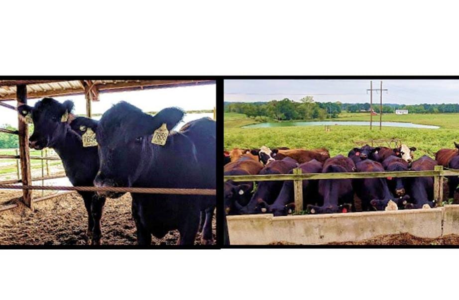 Beef Quality Assurance Trainings Ohio Farm Bureau