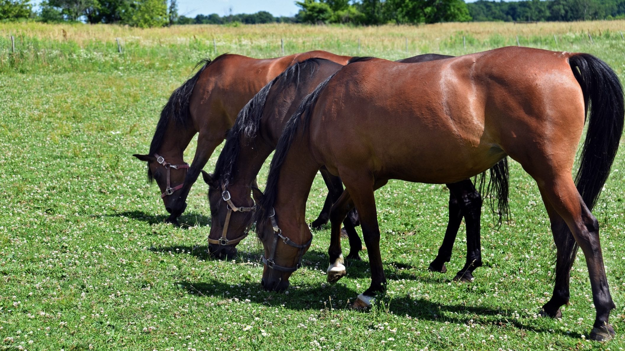 Certain horses banned from Quarter Horse Congress due to viral disease