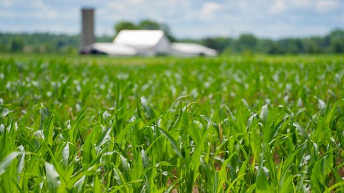 farm with cornfield
