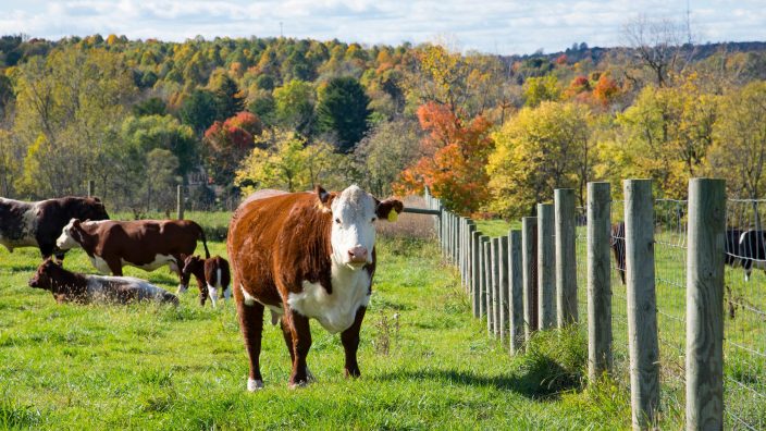 Cattle with fence