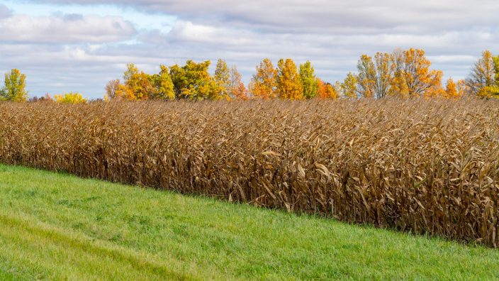 Fall corn in Ohio