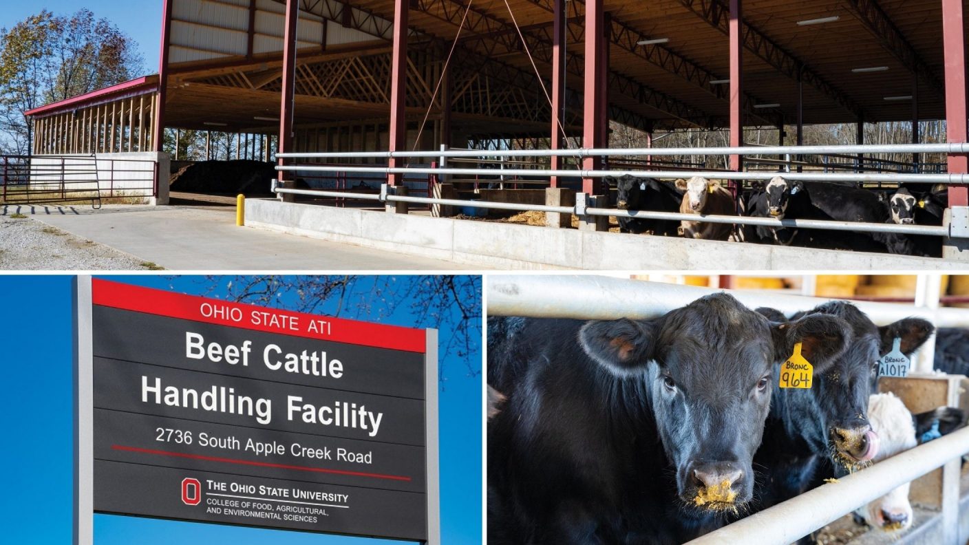 Ohio State CFAES unveils latest addition to beef cattle facilities