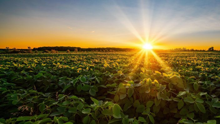 Sun soybean field Ohio