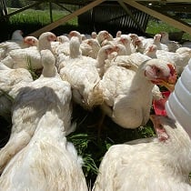 DiVencenzo family farm chickens