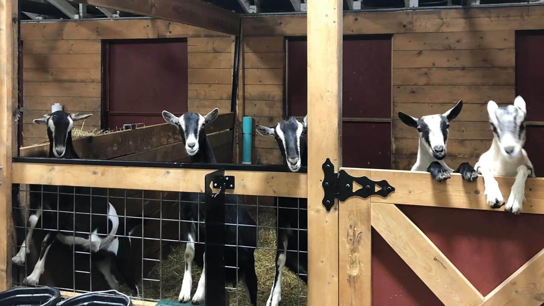 2022 Canfield Fair sale - Farm and Dairy