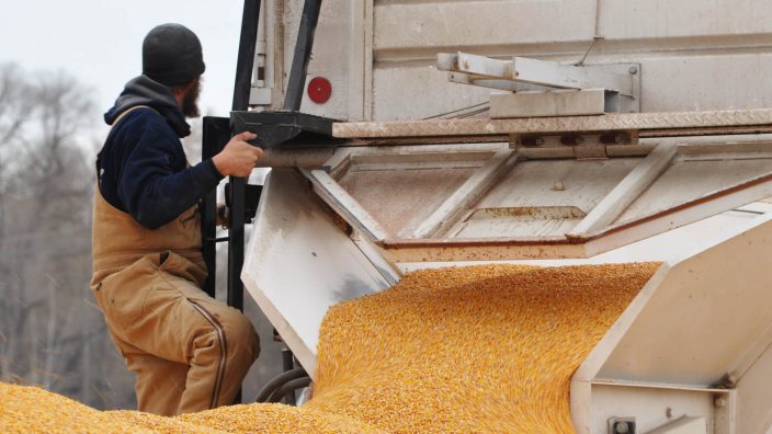 Unloading corn