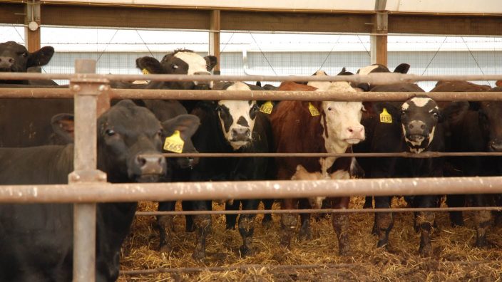 The complicated road to cattle market transparency