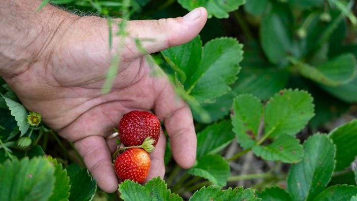 Ridgeview Farm strawberries