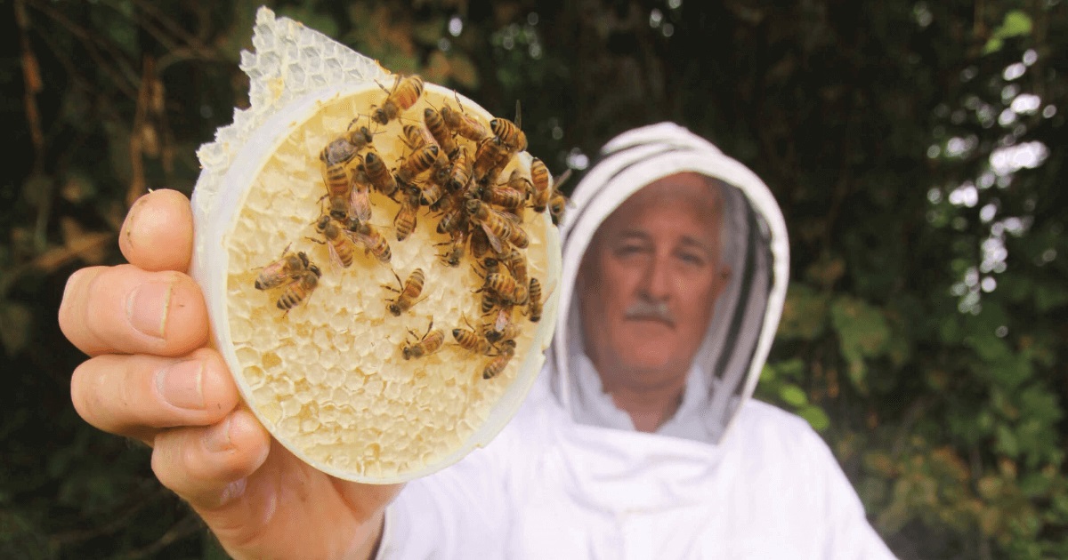 How to become a backyard beekeeper - The Washington Post