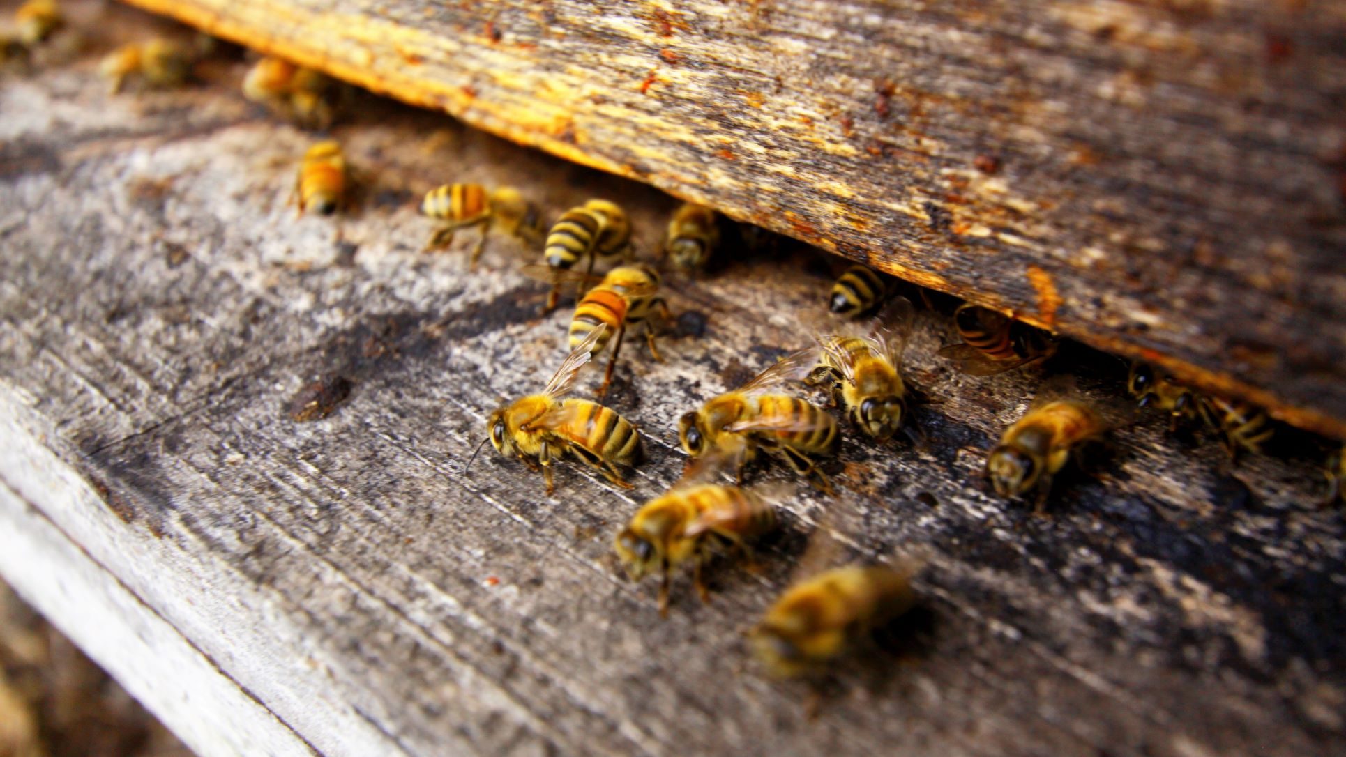 Ohio's backyard beekeeping is a-buzz