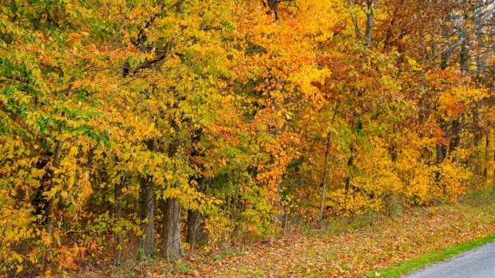 fall woods Ohio