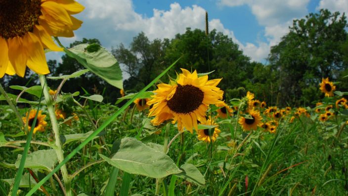 Ohio sunflower field