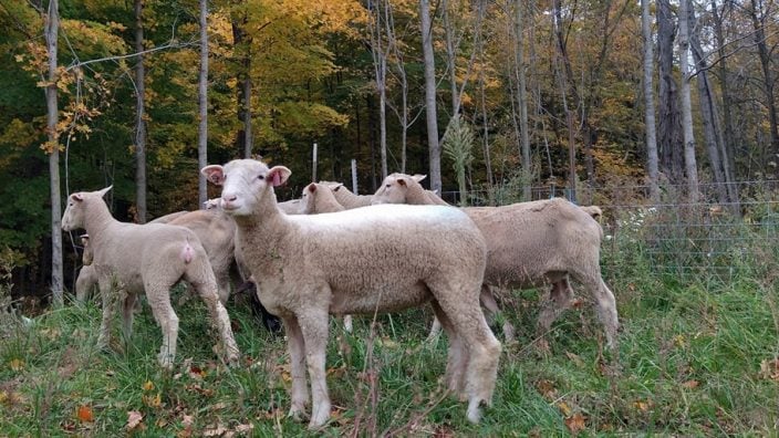 Hartschuh Sheep
