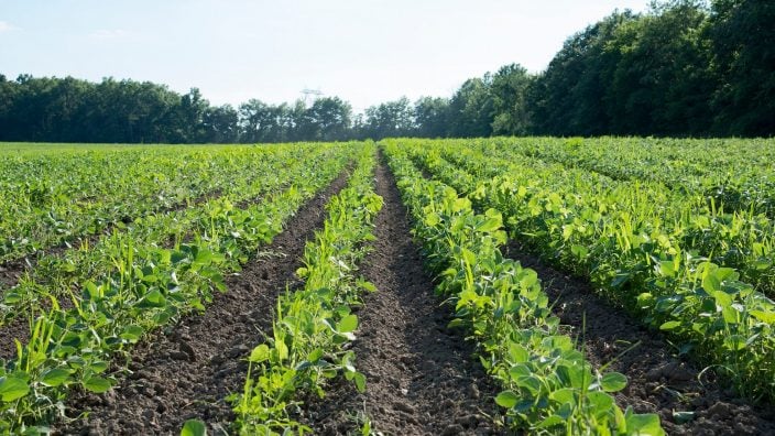 Ohio soybean field July