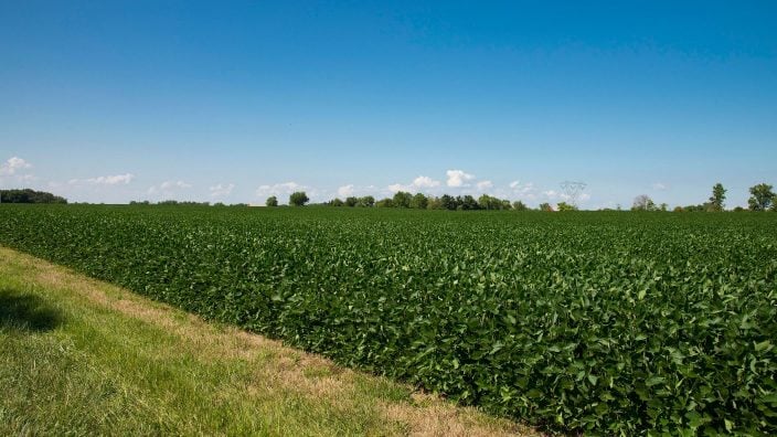 Northwest Ohio soybean field