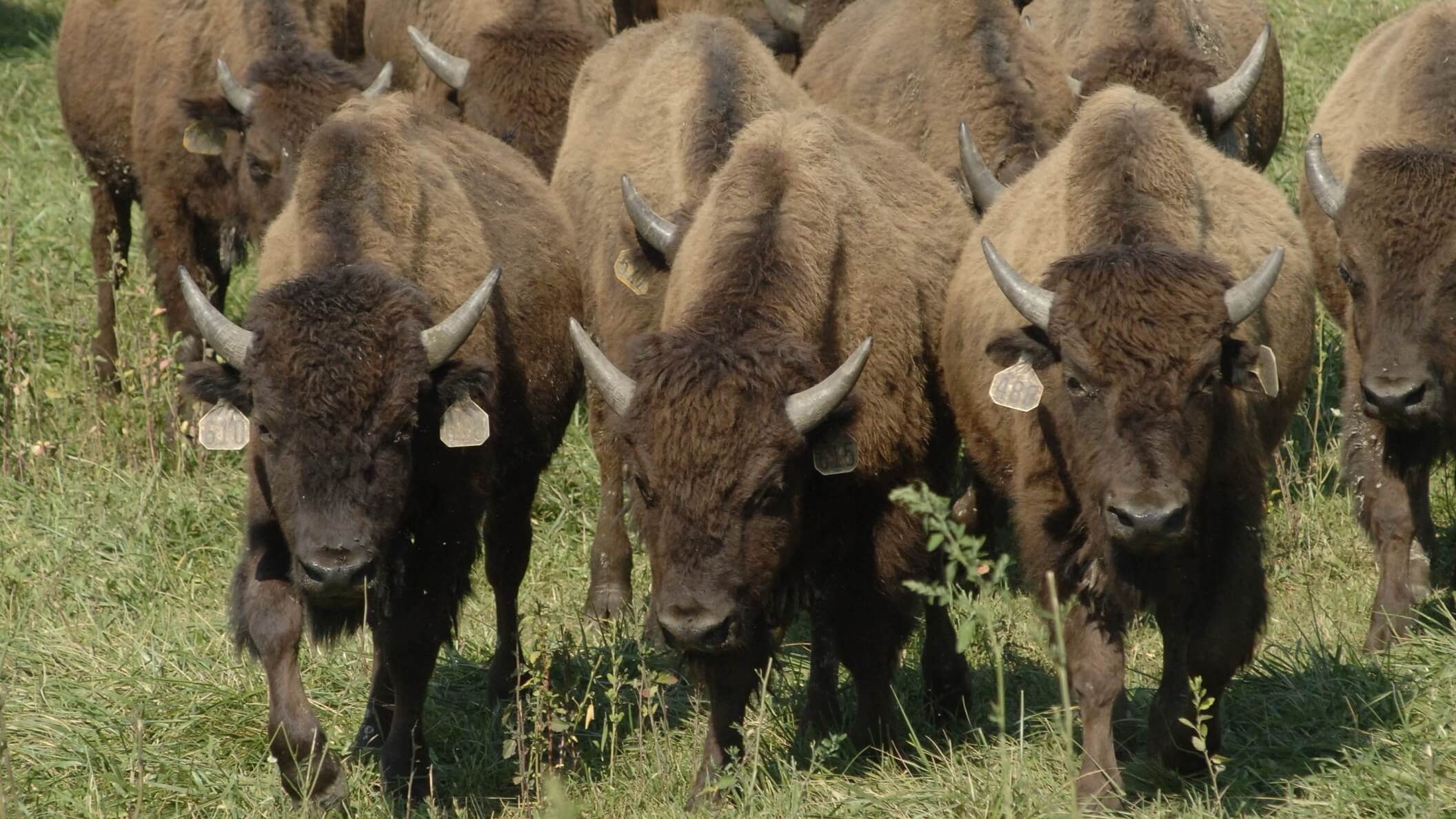 Regenerative Bison Ranching Field Day - Ohio Farm Bureau