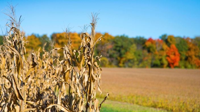 corn fall photo Ohio