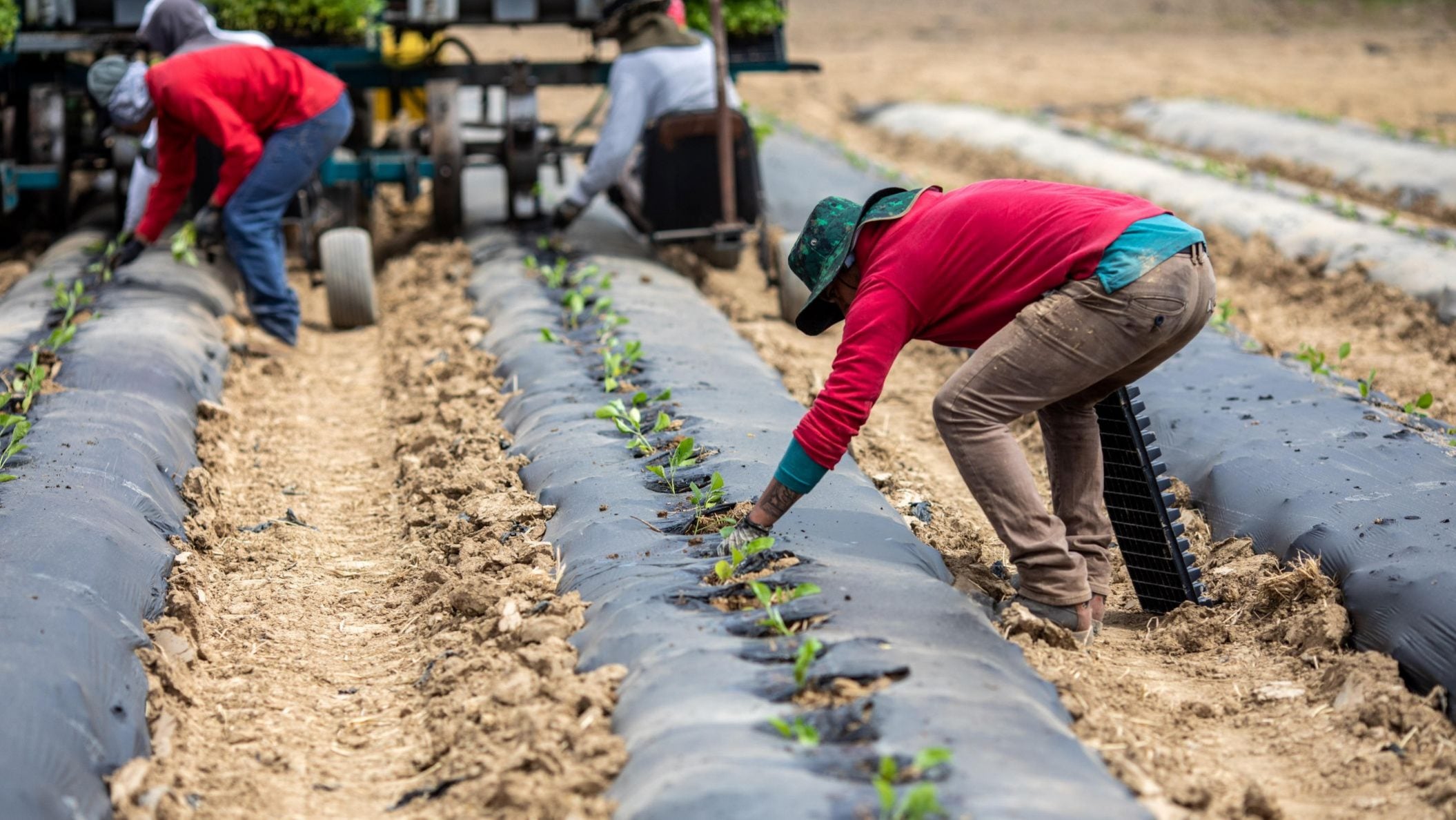 Recent H-2A program impacts aim to steady farm labor costs, needs ...
