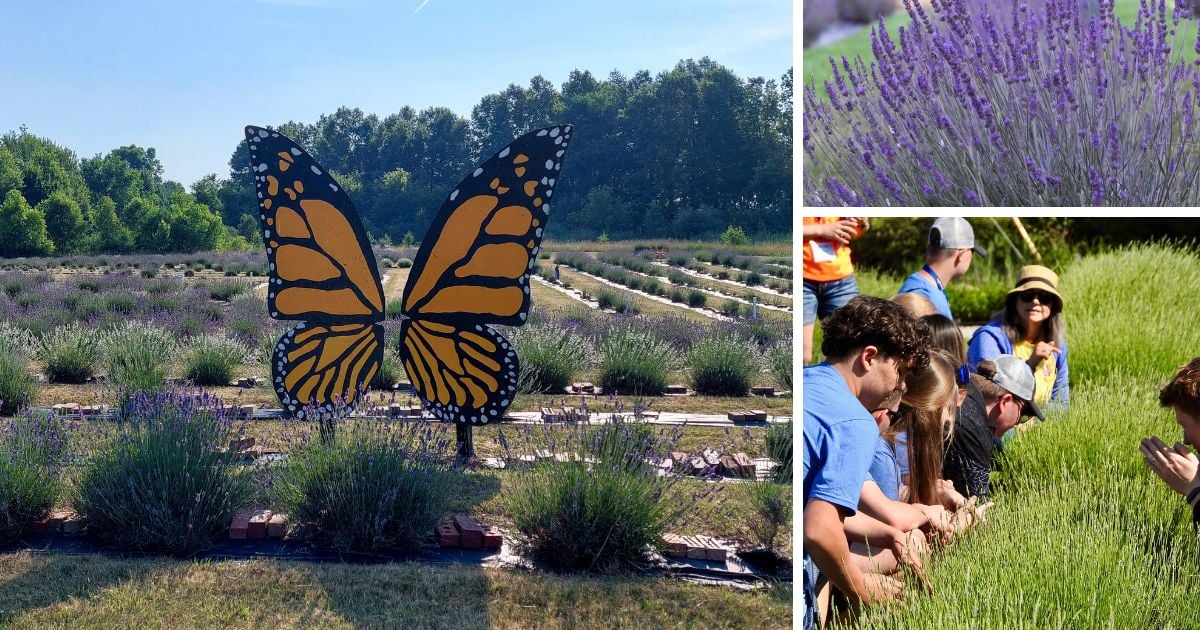 Lavender farms in Ohio