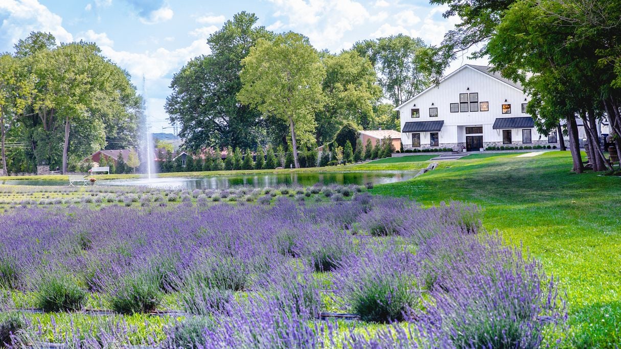 White Barn and Blooms Lavender Farm & Venue