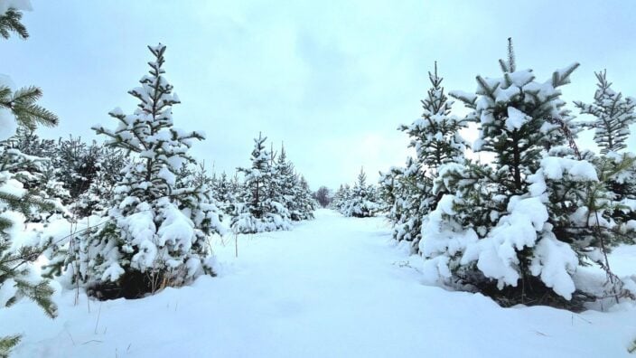 Bedford Falls Christmas Tree Farm