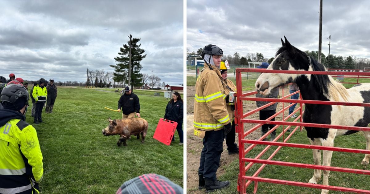 Livestock emergency training